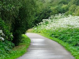 Singles Wandelcafé Rotterdam Hoge en Lage Bergsche Bos