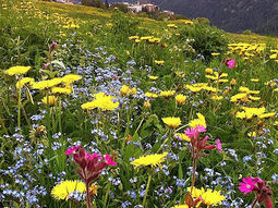 Zomerweek Zwitserland: Yoga/ Tai Chi/ Massage/ HSP/ Relaties & Wandelen. 7 dgn