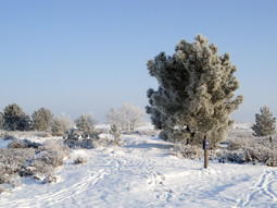 Wandelcafé Loonse en Drunense Duinen. Wandelen singles 40+50+60+