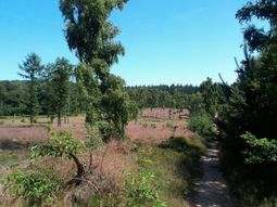 SE Wandelcafe 40+50+ Amerongen Amerongse Berg