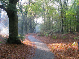Wandeling  Oosterbeek - Wolfheze - Oosterbeek 11 km.
