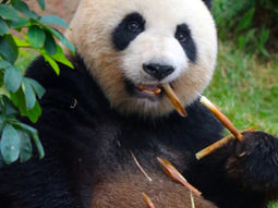 Tip. Ouwehands dierenpark Rhenen. Naar de Panda's!