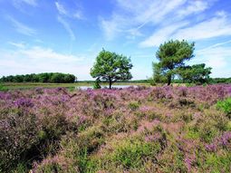 Wandeling Strabrechtse Heide Heeze 9km