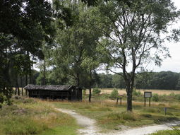 Wandeling Arcen Landgoed de Hamert & Lunch. Heide, duinen en bossen.