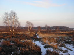 SE Wandelcafe Ede Ginkel & lammetjes! NIEUW Met singles 45+55+65+