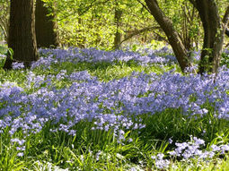 SE Wandelcafe Amelisweerd GAAT NIET DOOR! Wandelen singles 45+ 55+ 65+