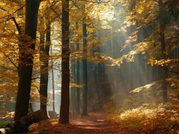 SE Wandelcafe Driebergen Stameren. Wandelen singles 45+ 55+65+
