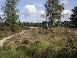 Wandelcafe Ede Ginkelse Heide. GAAT NIET DOOR.