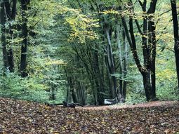 Wandelcafe Driebergen Heidestein. Singles