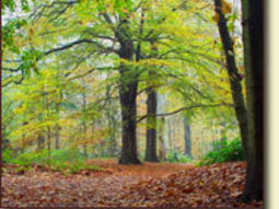 Wandeling Noord-Brabant