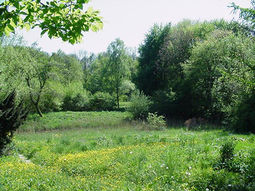 Wandelcafé Amsterdamse Bos. Singles 35+