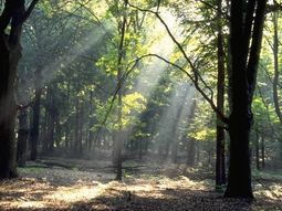 NS Wandeling Ede-Wageningen naar Wolfheze