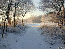 Winter Wandelcafé Veluwe Epe