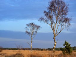 Wandelcafé Eindhoven Strabrechtste Heide