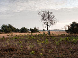 Winter Wandelcafé Ginkelse Heide Ede