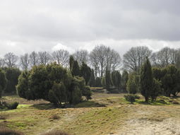 Wandelcafé Hattem & Algemene Veen. Singles 35+