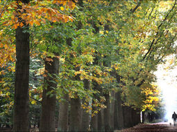 Wandelcafé singles Breda Mastbos & rivier Mark
