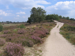 Wandelcafé Noord-Limburg. Wellerlooi. Landgoed de Hamert