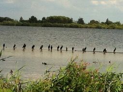 Singles Wandelcafé Reeuwijkse Plassen & Reeuwijkse Hout GAAT WEL DOOR