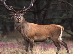 De Hoge Veluwe Wandeltocht.