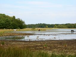 Pinksteren Wandelcafé Leersumse Veld. Vennen, heide, bos