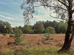 Wandelcafé Wolfhezer Heide.