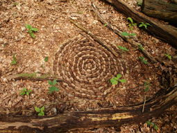 Natuurkunst. 5-daagse vakantieworkshop Utrecht.