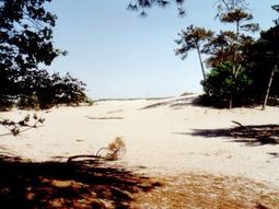 Winter Wandelcafé Drunen. Loonse en Drunense Duinen