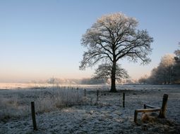 Winter Wandelcafé Riel bij Goirle- Tilburg, Regte Heide