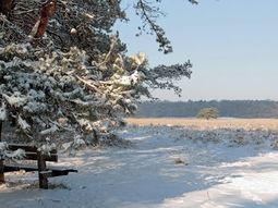 Winter wandelcafé Zuiderheide bij Hilversum. Singles 40+ 50+