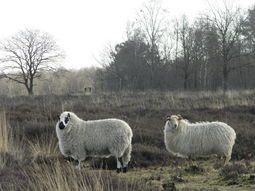 Single Weekend Drenthe. Gezelligheid, wandelen, borrelen, dansen 3 dgn.