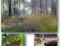 Singles Weekend Nunspeet, Veluwe. Gezelligheid, wandelen, borrelen, dansen. LAATSTE PLAATSEN!