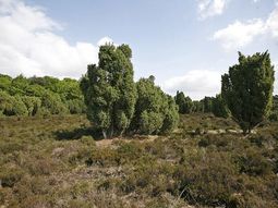 Wandelcafé Zuiderheide bij Hilversum. Wandelen singles 40+