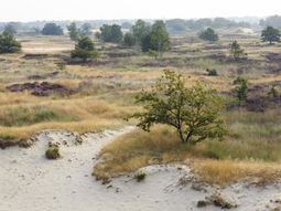 Nieuwjaars Wandelcafé Loonse en Drunense Duinen. Wandelen singles 40+50+60+