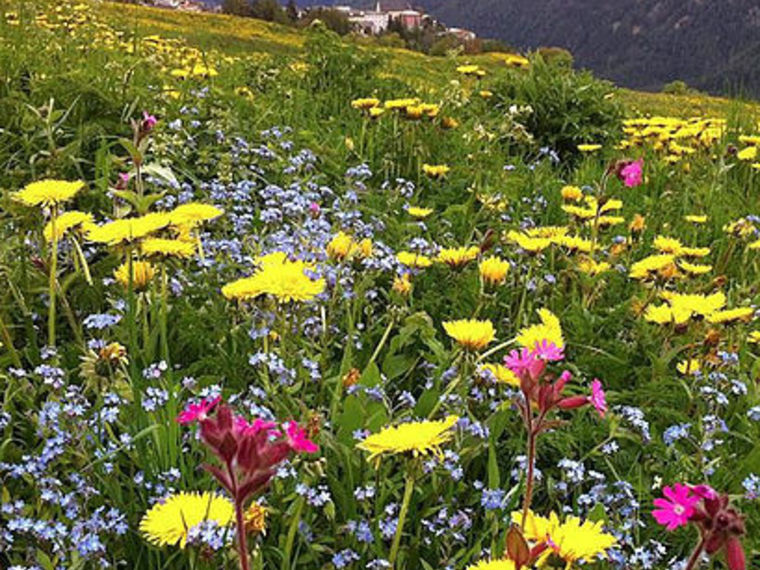 Zomerweek Zwitserland: Yoga/ Tai Chi/ Massage/ HSP/ Relaties & Wandelen. 7 dgn