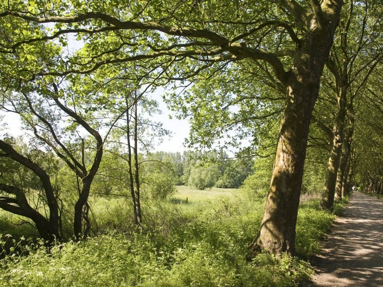 Wandelcafé St. Michielsgestel Dommel en Haanwijk. Wandelen singles 40+ 50+ 60+