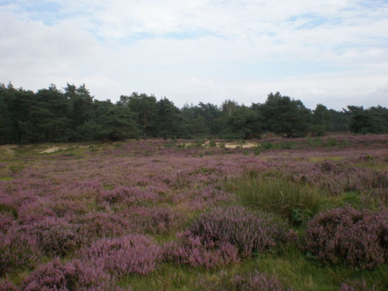Wandelcafe Speulderbos en Ermelosche Heide. Wandelen singles 40+50+60+