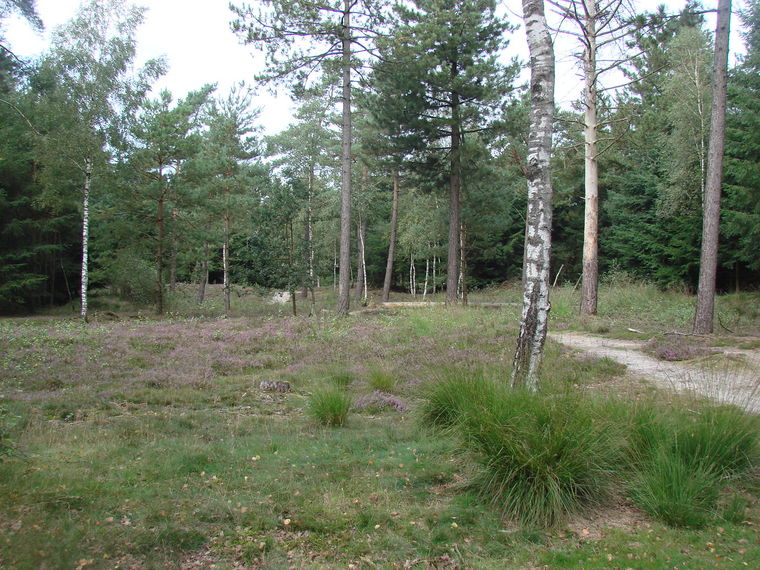 Ede Ginkelse Heide. Snertwandeling met de boswachter. Spreek af met singles!
