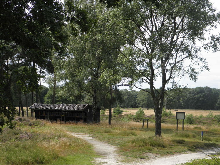 Wandeling Arcen Landgoed de Hamert & Lunch. Heide, duinen en bossen.