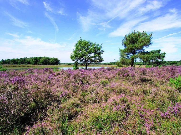 Wandeling Strabrechtse Heide Heeze 9km