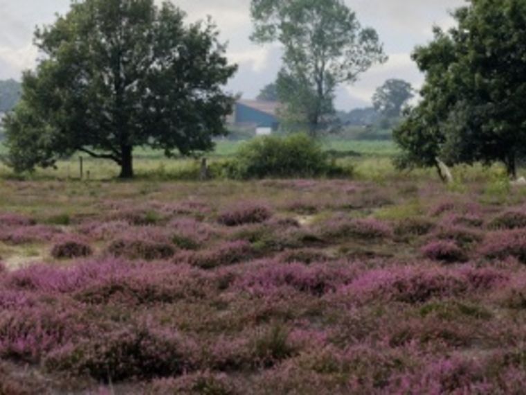 Wandelcafe Ede Ginkelse Heide. Wandelen singles