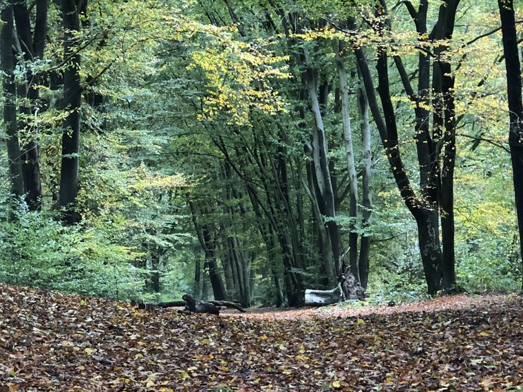 Wandelcafe Driebergen Heidestein. Singles