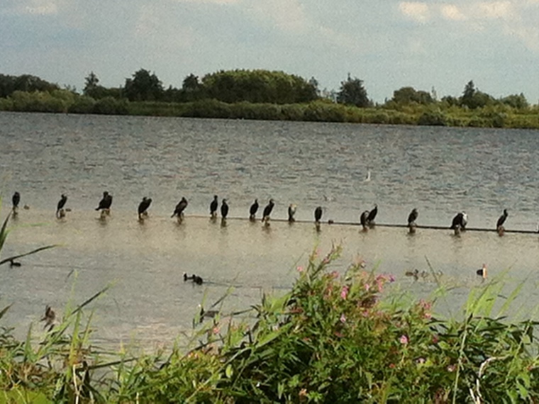 Singles Wandelcafé Reeuwijkse Plassen & Reeuwijkse Hout GAAT WEL DOOR