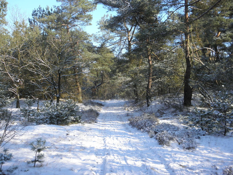 Kerst Wandelcafé Driebergen. Wandelen Singles 40+ 50+ 60+