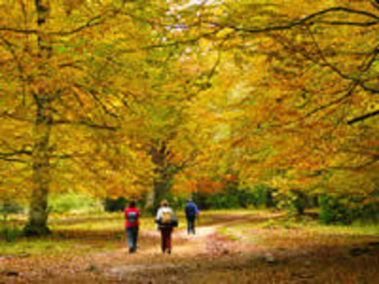 Wandelcafé Leersumse Veld. Vennen, heide, bos. Singles 40+50+60+