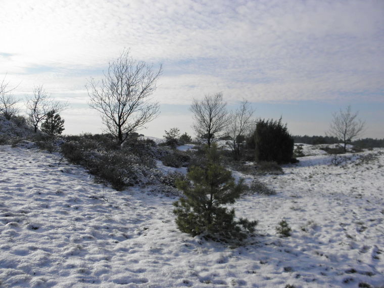 Wandelcafé Vierhouten - Veluwe. Wandelen singles 40+50+60+