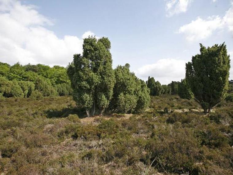 Wandelcafé Zuiderheide bij Hilversum. Wandelen singles 40+