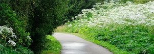 Singles Wandelcafé Rotterdam Hoge en Lage Bergsche Bos