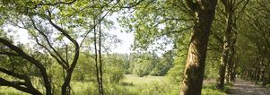Wandelcafé St. Michielsgestel Dommel en Haanwijk. Wandelen singles 40+ 50+ 60+