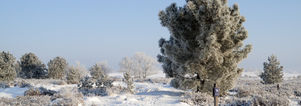 Wandelcafé Loonse en Drunense Duinen. Wandelen singles 40+50+60+